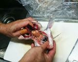 マグロ漁師流簡単タラの捌き方作り方20写真