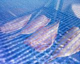 お刺身(大アジ)の昆布〆作り方4写真