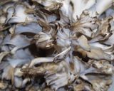 群馬は舞茸だぜぇ！うんまい舞茸うどん作り方2写真