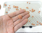 微粉砕機で梅干しの種の粉末化作り方3写真