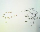 こだわり★緑茶クッキー作り方1写真