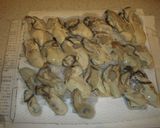 牡蠣のオイル漬けと佃煮の間作り方2写真