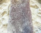 マグロの炙り フレッシュトマトソース作り方10写真