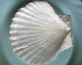 帆立⁈作り方2写真