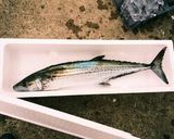 釣りたて天然さわらの霜降りをポン酢で作り方1写真