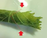 大葉はギザギザが命❢　な　ひと手間。作り方4写真
