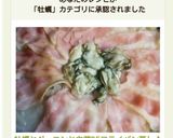 牡蠣とベーコンと白菜DEフライパン蒸し♪作り方9写真