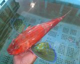 ホウボウの寿司作り方1写真
