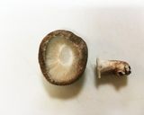 しいたけのラー油マヨツナのせ作り方1写真