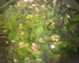 鳥そぼろのだし茶づけ　簡単！早い！作り方5写真