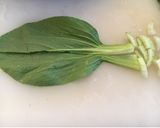 チンゲン菜サラダ作り方1写真