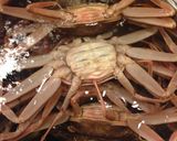 ズワイガニの雌「セイコガニ」旬はズバリ冬作り方5写真