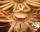 ズワイガニの雌「セイコガニ」旬はズバリ冬作り方7写真