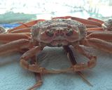 ズワイガニの雌「セイコガニ」旬はズバリ冬作り方3写真