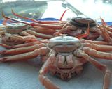 ズワイガニの雌「セイコガニ」旬はズバリ冬作り方4写真