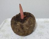 生芋こんにゃく:道の駅どうし作り方1写真