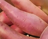 ふかし芋〜圧力鍋でむっちり作り方3写真