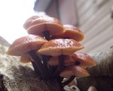 天然エノキダケ、シモフリシメジの味噌汁作り方7写真