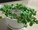 クレソンとニンニク醤油漬けのパスタ作り方1写真