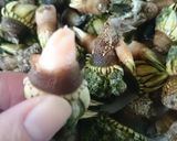 食べなきゃ損☆超美味なカメノテの塩茹で★作り方10写真
