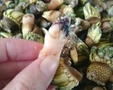 食べなきゃ損☆超美味なカメノテの塩茹で★作り方11写真