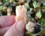 食べなきゃ損☆超美味なカメノテの塩茹で★作り方12写真