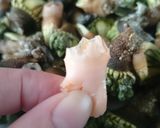 食べなきゃ損☆超美味なカメノテの塩茹で★作り方13写真