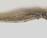 煮干し出汁がらとごぼうの煮物作り方1写真