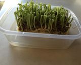 ヘルシー豆苗豆腐作り方6写真