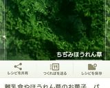 ふわふわ！ほうれん草のスポンジ作り方10写真