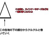 冷凍パイシートの簡単ウインナーロール作り方4写真