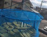 かんたん干し芋♡離乳食完了期のおやつにも作り方8写真