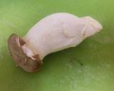 「激安松茸ご飯」もどき作り方1写真