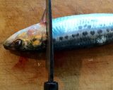 イワシのさばき方(包丁で)作り方3写真