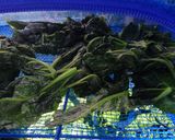 食物繊維&ルチン豊富 若ごぼう葉の焙じ茶作り方4写真