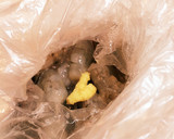簡単！揚げない！海老マヨ♡お弁当に◎作り方1写真