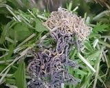水菜とジャコの塩こんぶサラダ作り方3写真