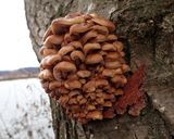 天然エノキダケ、蓮根、乾燥ワカメの味噌汁作り方1写真