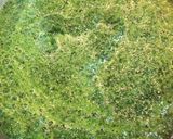 ほうれん草とチキンのカレー作り方2写真