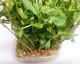 簡単♪★豆苗とキムチのゴマ×②合え★作り方4写真