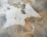 鶏手羽先と茹で卵のケチャップ煮♪作り方2写真