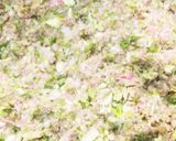 餃子100個の下ごしらえ作り方5写真