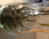 我が家の煮干ダシと昆布ダシのとり方作り方7写真