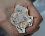 刻みしょうがのみそ漬けが隠し味、エビ焼売作り方12写真