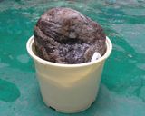 おばあちゃんのらっきょう漬け作り方8写真
