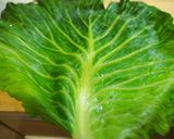 昔からこの味☆わが家のロールキャベツ♪作り方6写真