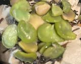 豆豆しいそら豆植物性たんぱく質サラダ作り方5写真