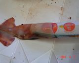 イカのおから詰めトマト煮作り方4写真
