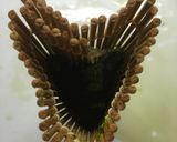 2.14ほうれん草作り方2写真