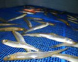 ワカサギの醤油干し作り方3写真